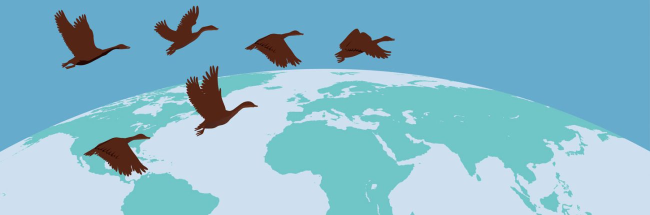 Birds flying around the world